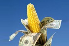 corn subsidies