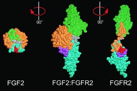 Growth factors fit into binding sites