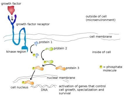 Mode of action of a typlical growth factor