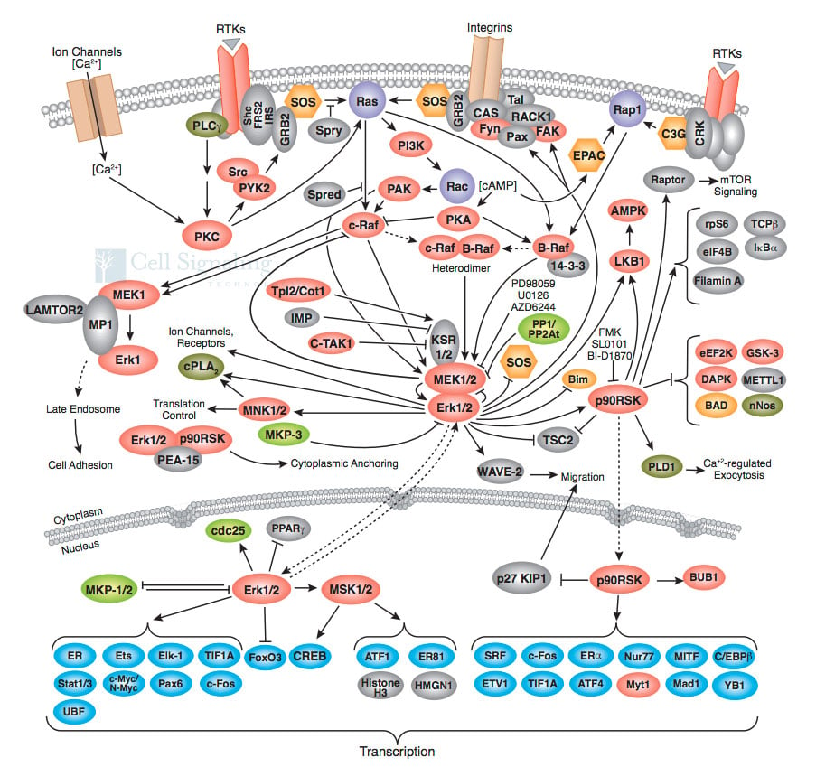 Complex web of cell communication