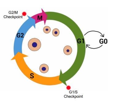 The cell cycle