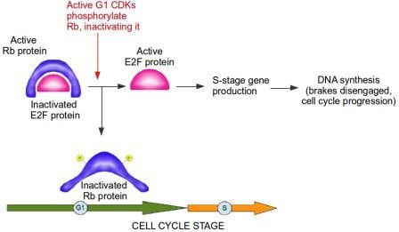 Active RB (retinoblastoma protein) inactivates E2F protein