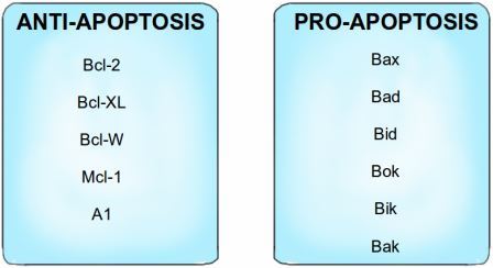 Bcl-2 family of proteins