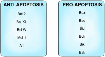 Bcl-2 family of proteins