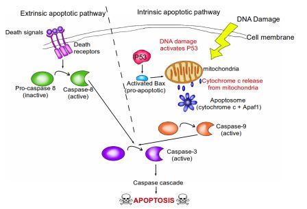 Overview of the extrinsic and intrinsic apoptotic pathways