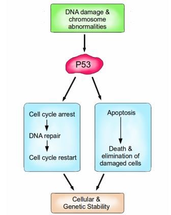 P53 is a vital protein; more than half of all cancers have inactive p53