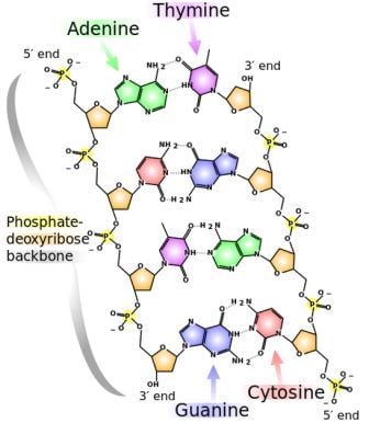 Graphic showing the chemical structure of DNA