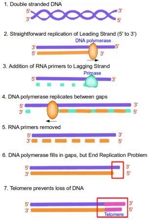 Picture showing telomere maintenance