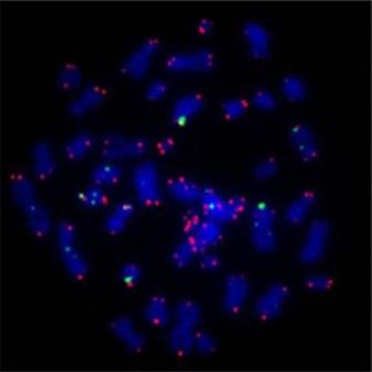 Picture showing human chromosomes