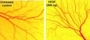 Picture showing angiogenesis assay on chick embryo membrane