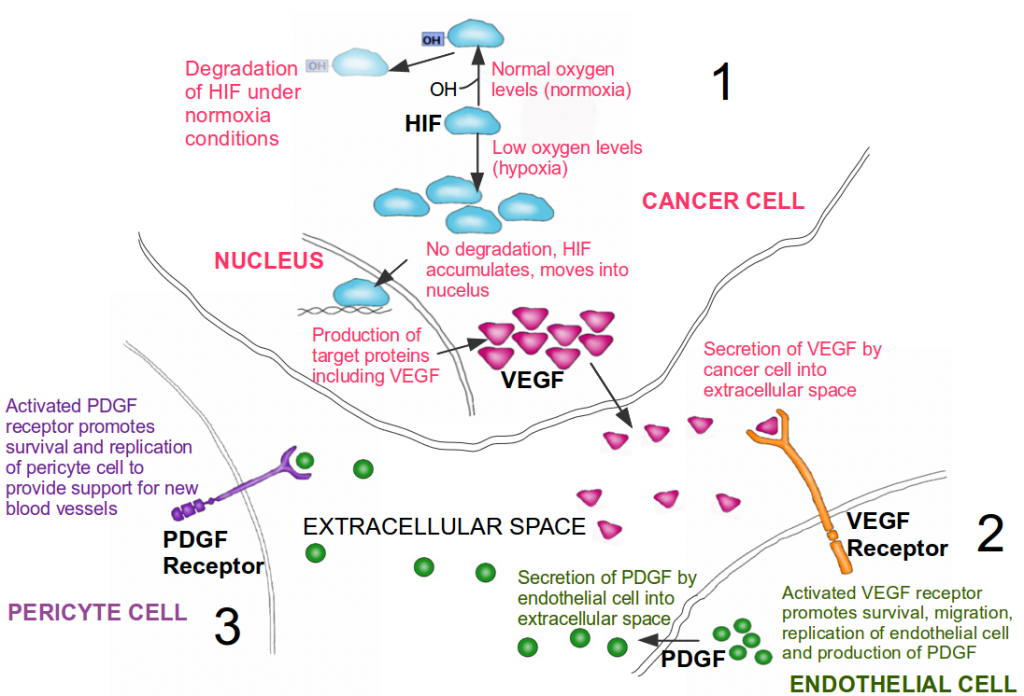 Infographic showing angiogenesis activation