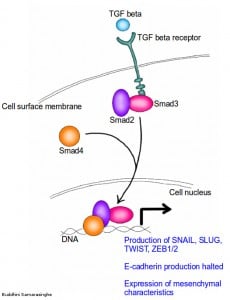 Picture showing TGF beta signaling pathway