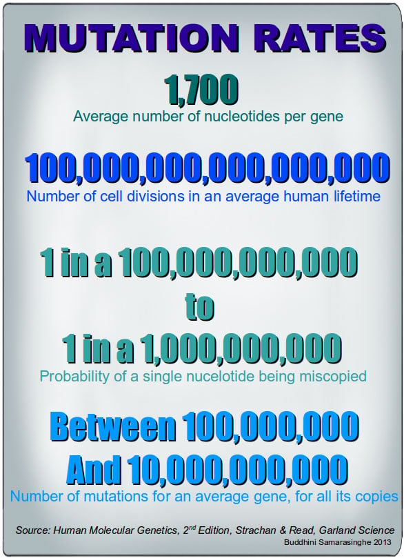 Graphic showing mutation rates