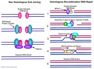 dna hr block