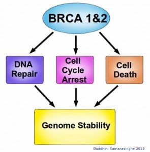 Graphic showing roles of BRCA 1 and 2