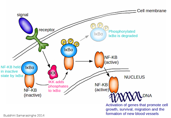 Graphic showing activation of NFxB pathway