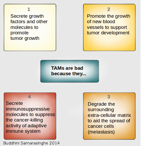 Graphic showing by Tumor Associated Macrophages (TAMs) are bad