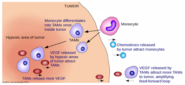 Graphic showing tumors and TAMS