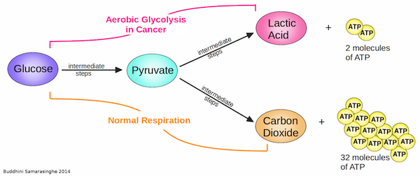 Cells undergoing aerobic respiration and normal respiration