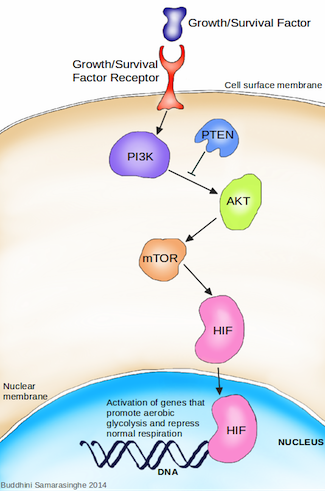 Graphic showing metabolism in cancer cells