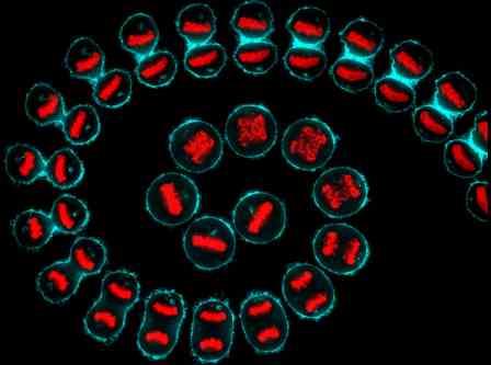 A composite from a time-lapse of a hela cell (cervical cancer) undergoing cell division. Cellular structures have been visualized using cyan (cell membrane) and red (DNA). Image credit: Kuan-Chung Su, London Research Institute, Cancer Research UK, Wellcome Images.