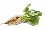 Sugar Beet