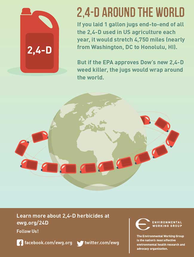 2,4-D Around the world.  If you laid 1 gallon jugs end-to-end of all the 2,4-D used in US agriculture each year, it would stretch 4,700 miles (nearly from Washington, DC to Honolulu, HI.  But if the EPA approves Dow's new 2,4-D weed killer, the just would wrap around the world