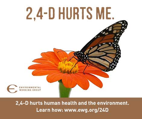 2,4-D hurts me - picture of butterfly