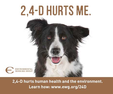 2,4-D Hurts me - picture of pet dog