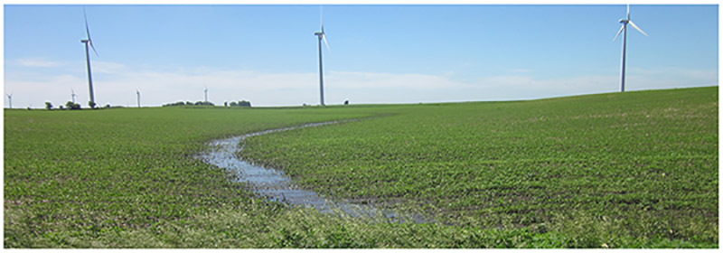 A gully drains water, soil and nutrients off an emerging soybean field.