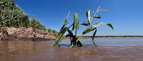 Picture of corn in stream