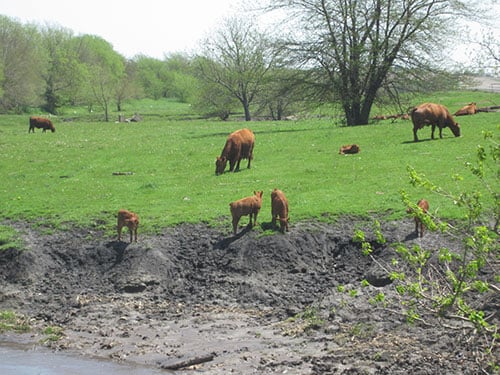 Picture of livestock near stream