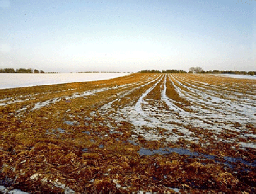 Picture of manure-treated cropland in winter