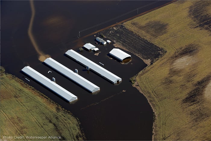 Flooded poultry barns