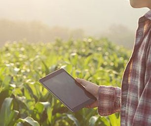 Man standing in a field of crops