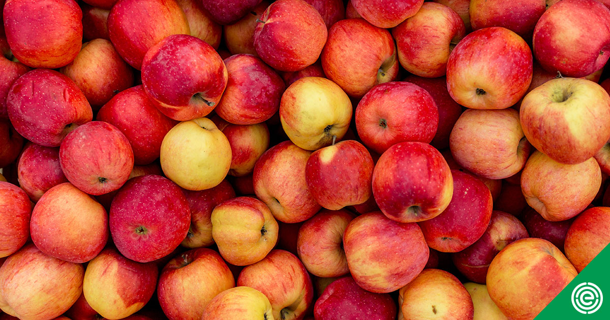 How to Grow Apples Without Pesticides