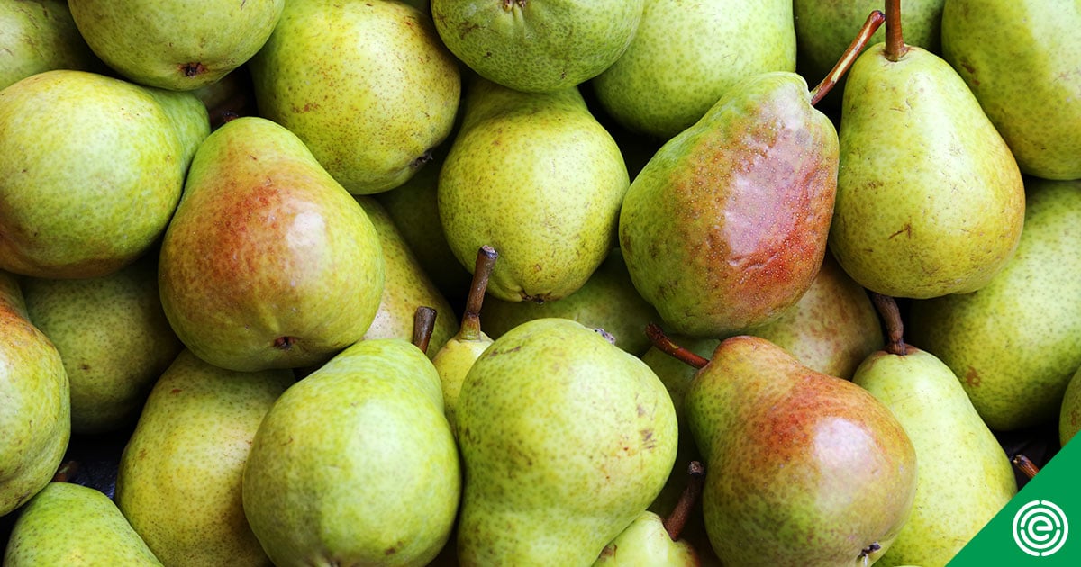 Promotable volumes on Washington pears, especially organic