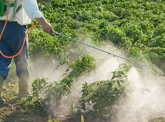 Acceptable pesticides lentils